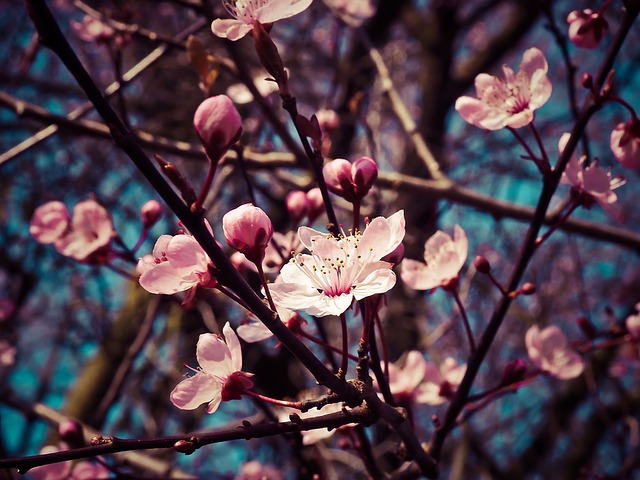 Almond Blossom 1229138 640