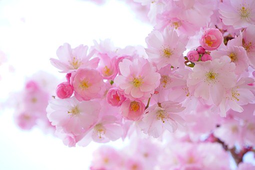 Japanese Cherry Trees 324175  340 2